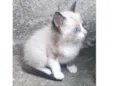 Lindos gatinhos