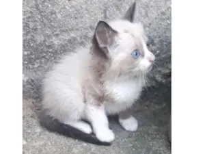 Gato raça  idade 2 a 6 meses nome Lindos gatinhos