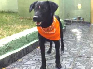 Cachorro raça SRD idade 7 a 11 meses nome IZA
