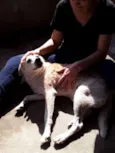 Pri
