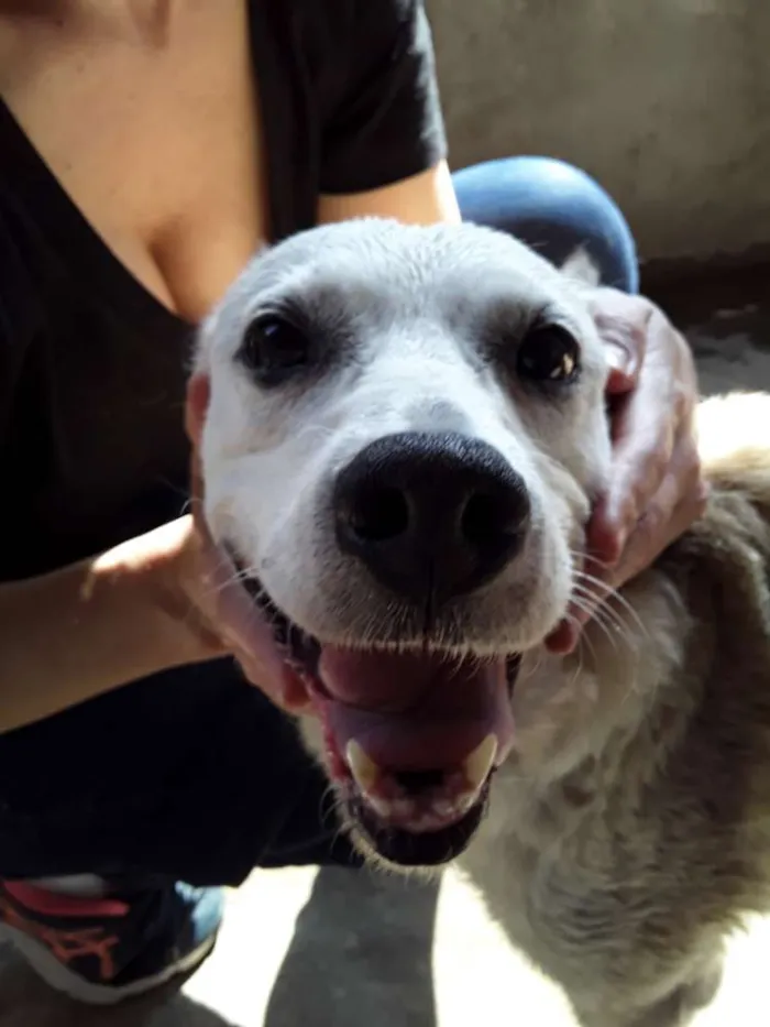Cachorro ra a Srd idade 6 ou mais anos nome Pri
