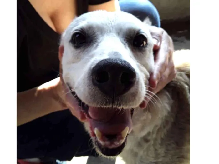 Cachorro ra a Srd idade 6 ou mais anos nome Pri