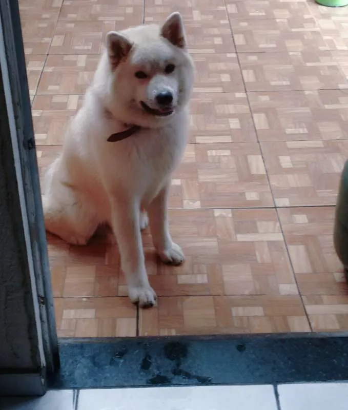 Cachorro ra a Akita Inu idade 3 anos nome Duque Kiai