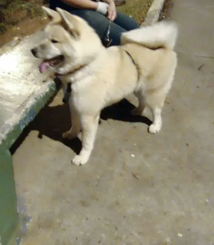 Cachorro ra a Akita Inu idade 3 anos nome Duque Kiai