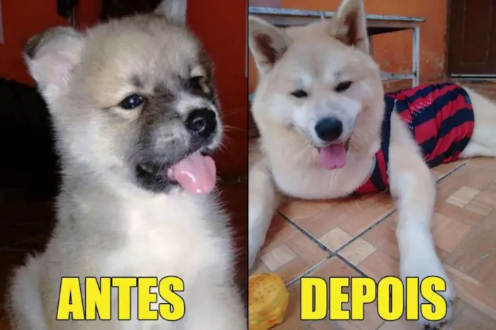 Cachorro ra a Akita Inu idade 3 anos nome Duque Kiai