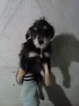 Pirata