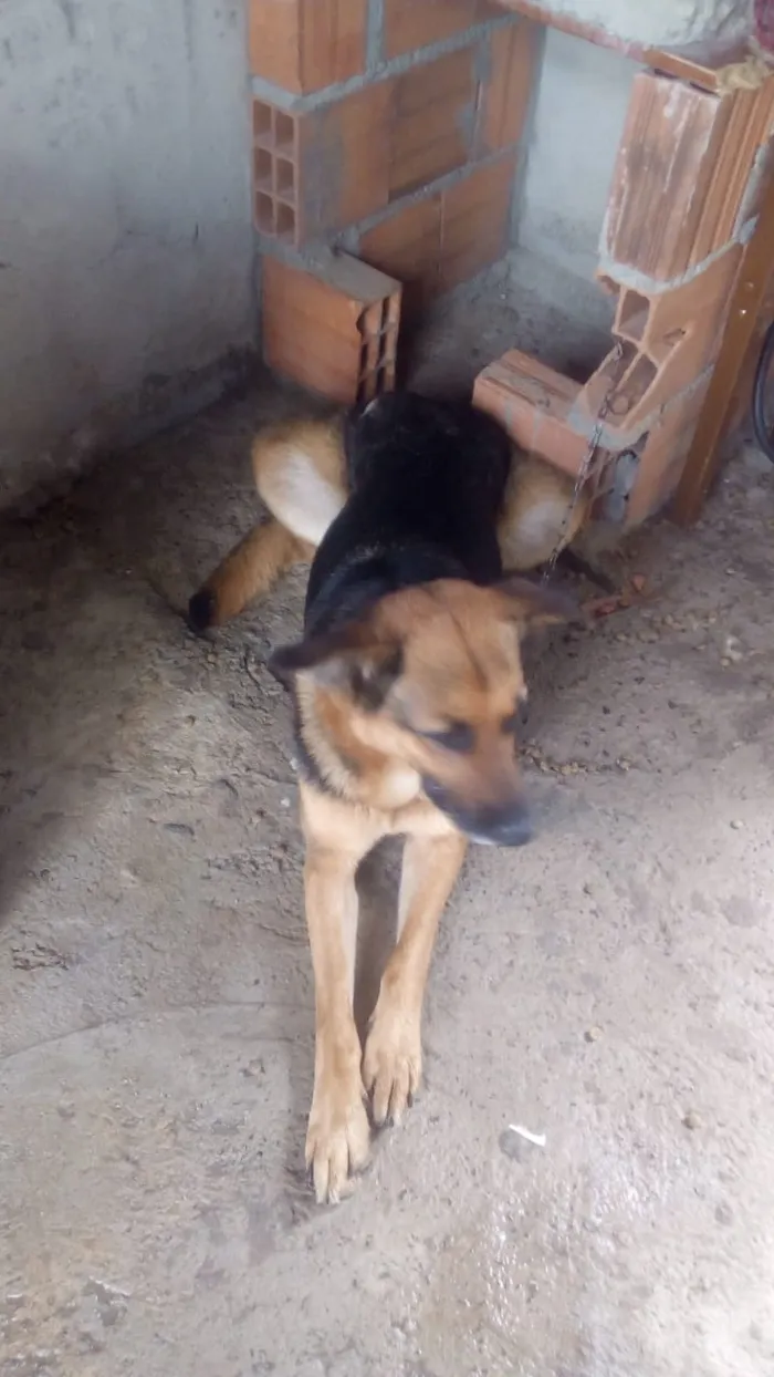 Cachorro ra a Pastor alemão idade 4 anos nome Bombom