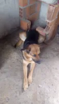 Bombom