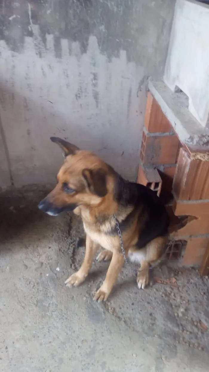 Cachorro ra a Pastor alemão idade 4 anos nome Bombom