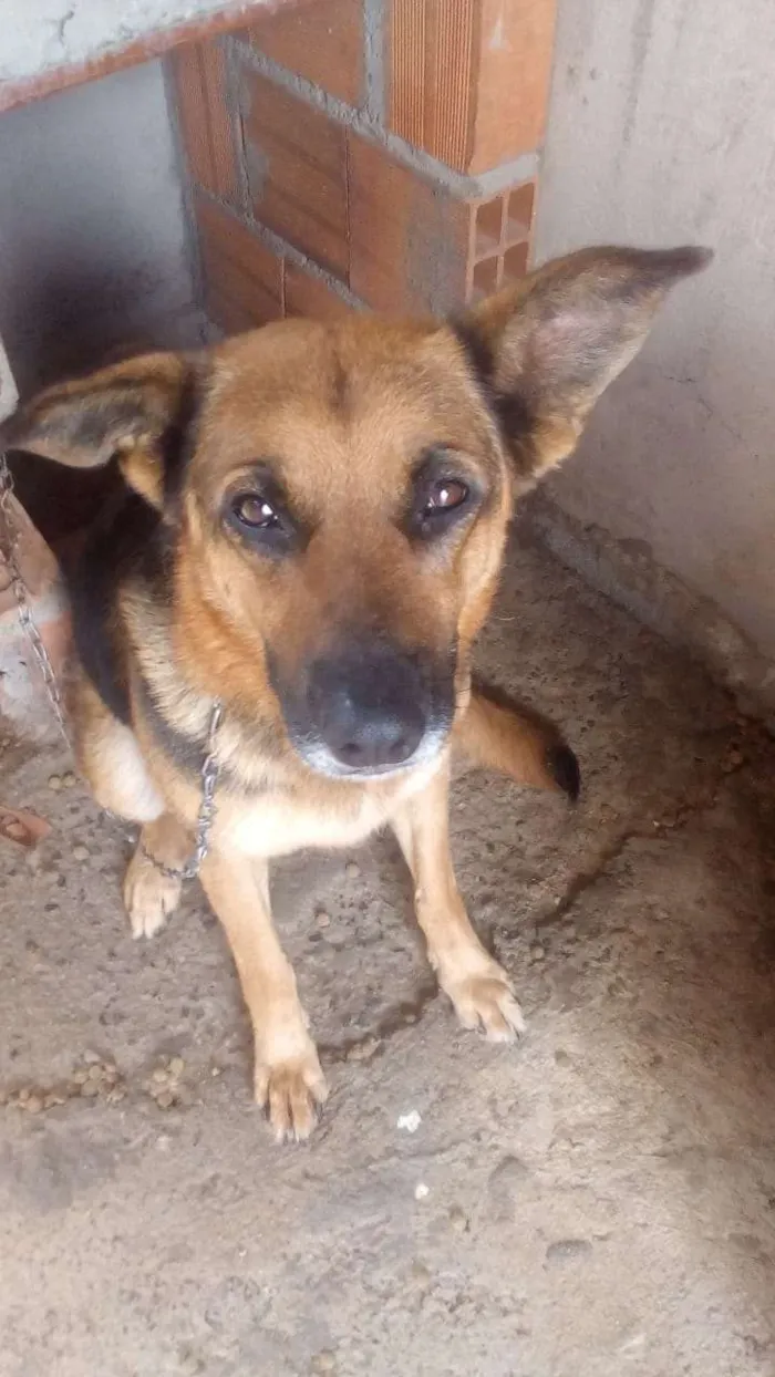 Cachorro ra a Pastor alemão idade 4 anos nome Bombom