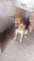 Bombom