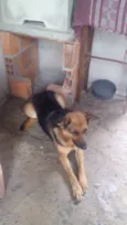 Bombom