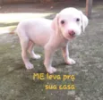 Raça  indefinida