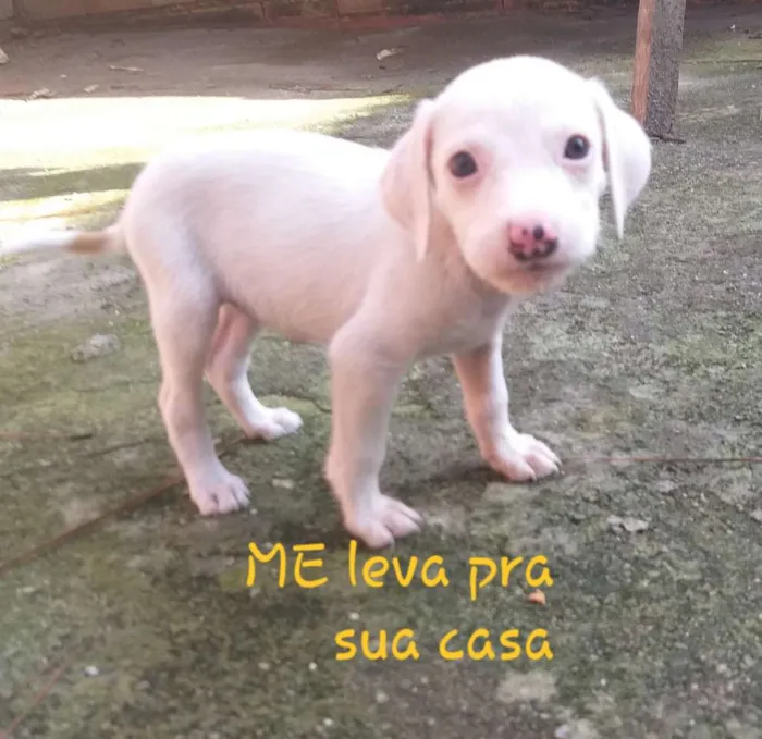 Cachorro raça Sem raca definida  idade 2 a 6 meses nome Raça  indefinida