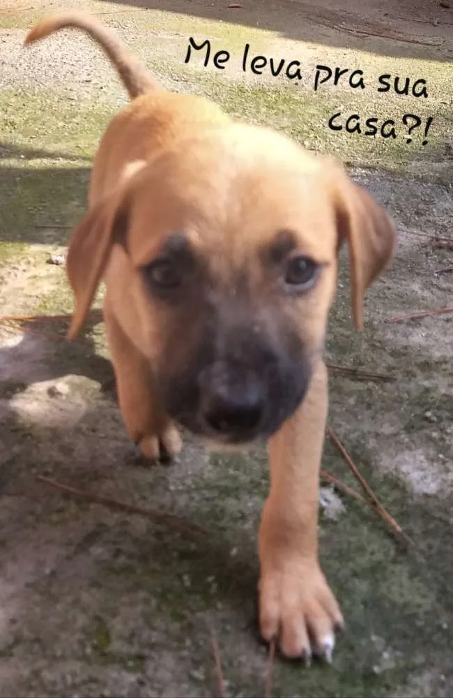 Cachorro raça Sem raca definida  idade 2 a 6 meses nome Raça  indefinida