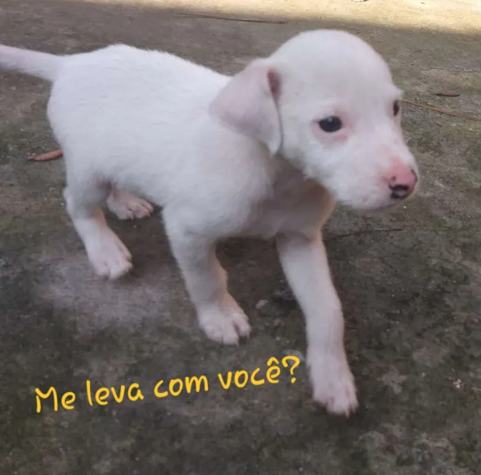 Cachorro raça Sem raca definida  idade 2 a 6 meses nome Raça  indefinida
