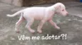 Raça  indefinida