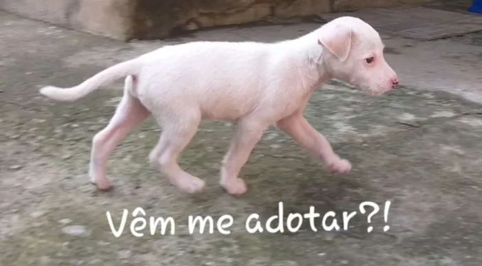 Cachorro raça Sem raca definida  idade 2 a 6 meses nome Raça  indefinida