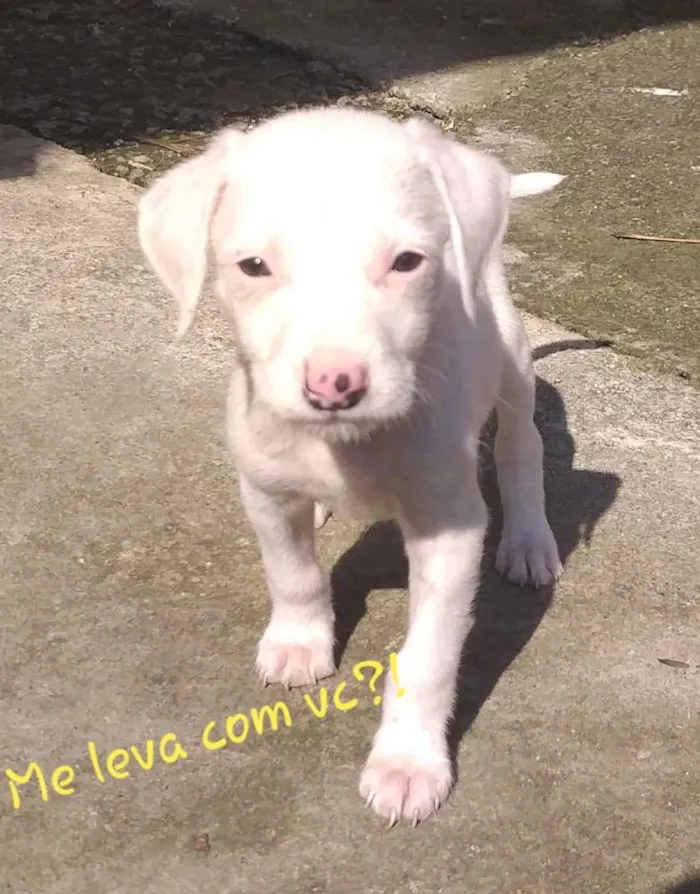 Cachorro raça Sem raca definida  idade 2 a 6 meses nome Raça  indefinida