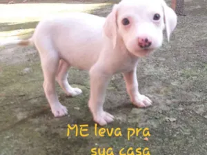 Cachorro raça Sem raca definida  idade 2 a 6 meses nome Raça  indefinida