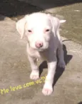 Caes