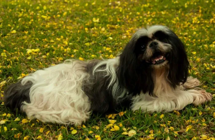 Cachorro raça shih-tsu idade 6 ou mais anos nome Willy