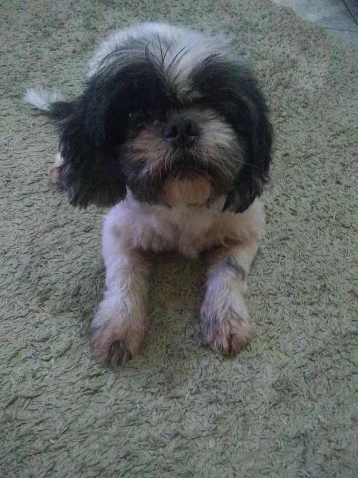 Cachorro raça shih-tsu idade 6 ou mais anos nome Willy