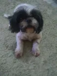 Willy