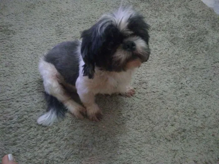 Cachorro raça shih-tsu idade 6 ou mais anos nome Willy