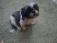 Willy