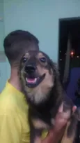 Pingo