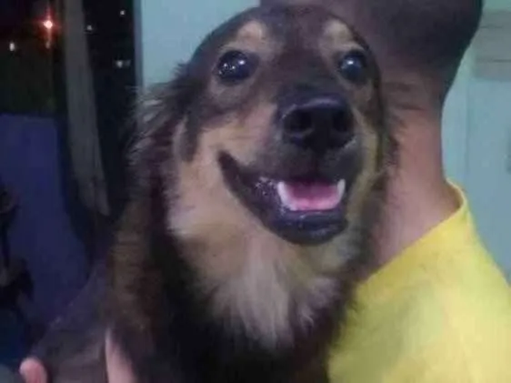 Cachorro ra a Não definida idade 7 a 11 meses nome Pingo