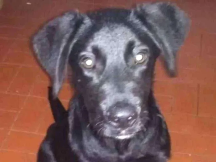 Cachorro raça Labrador idade 2 a 6 meses nome Jymmi