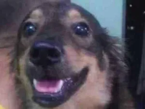 Cachorro raça Não definida idade 7 a 11 meses nome Pingo