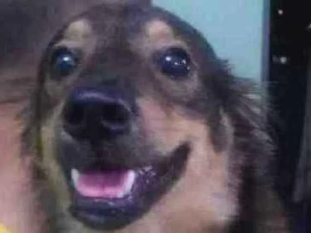 Cachorro ra a Não definida idade 7 a 11 meses nome Pingo