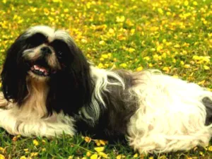 Cachorro raça shih-tsu idade 6 ou mais anos nome Willy