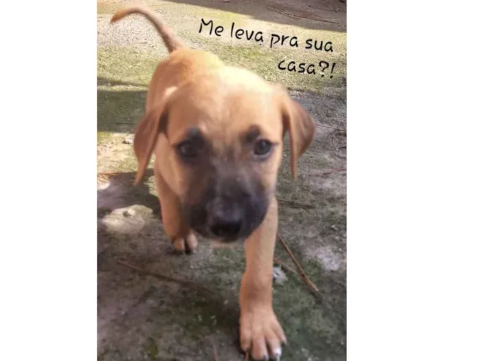Cachorro raça Sem raca definida  idade  nome Caes