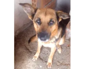 Cachorro raça Pastor alemão idade 4 anos nome Bombom