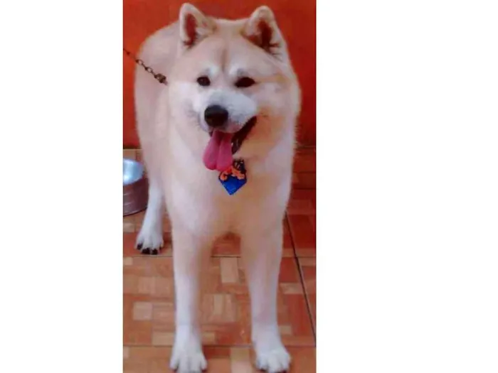 Cachorro ra a Akita Inu idade 3 anos nome Duque Kiai
