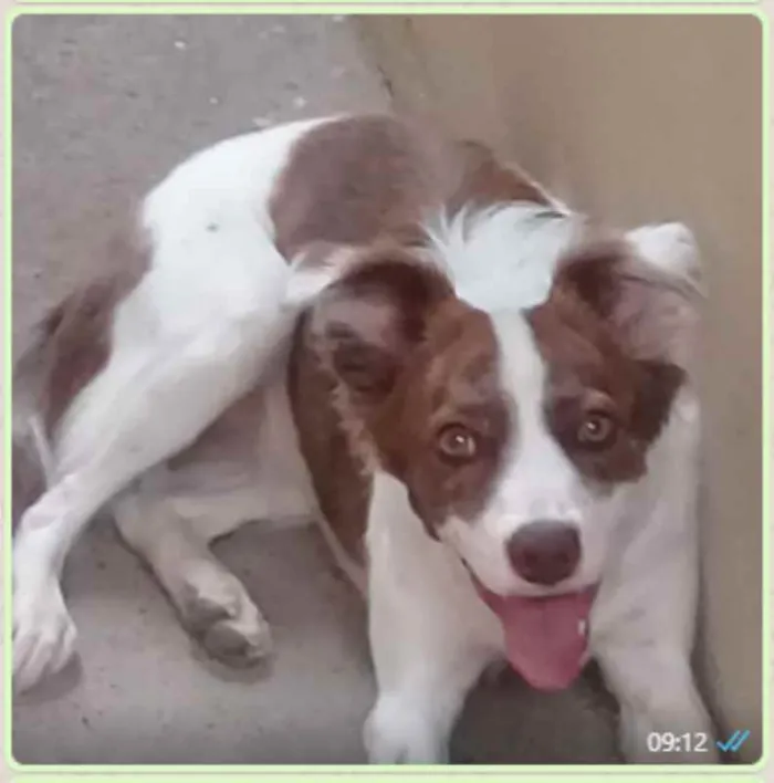 Cachorro ra a Vira Lata idade 1 ano nome Nina