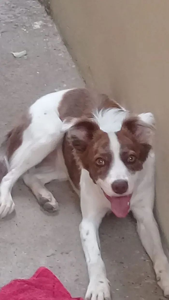 Cachorro ra a Vira Lata idade 1 ano nome Nina