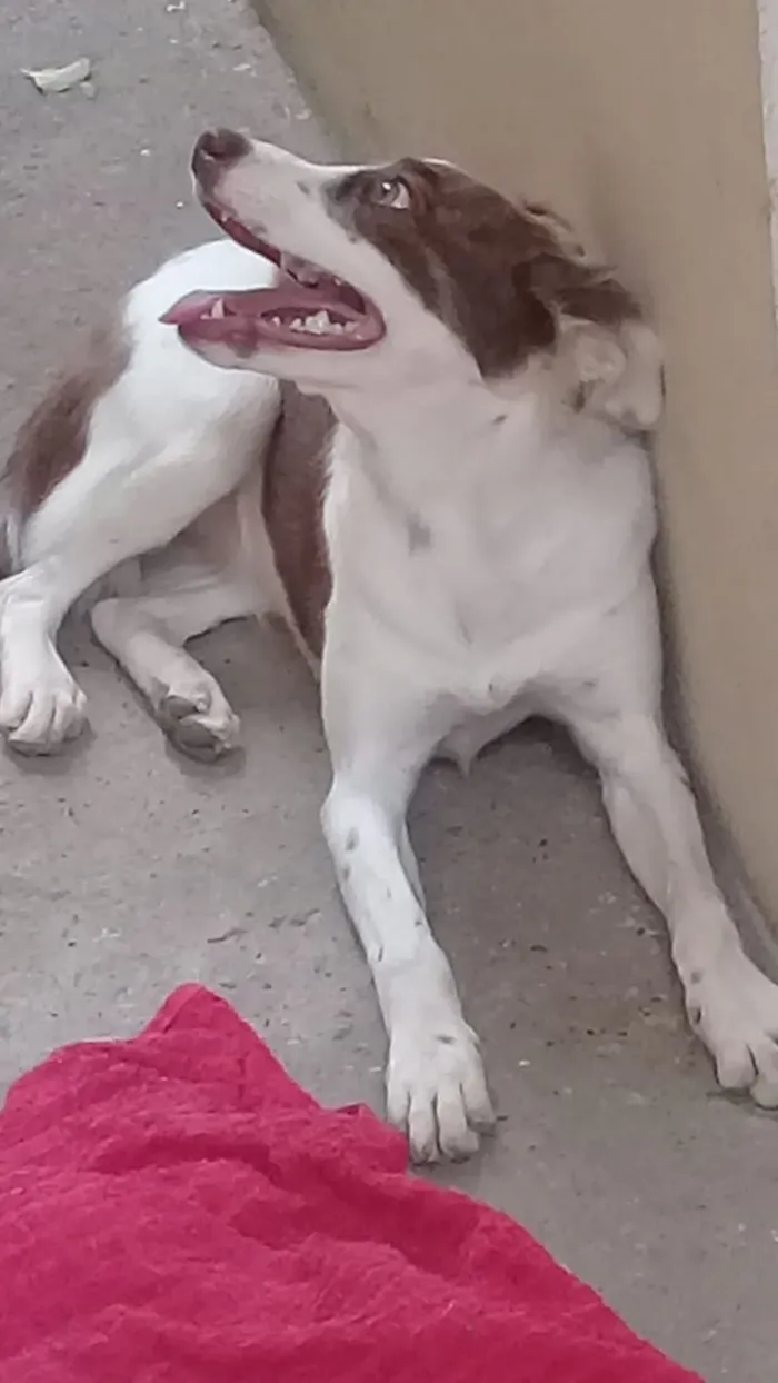 Cachorro ra a Vira Lata idade 1 ano nome Nina