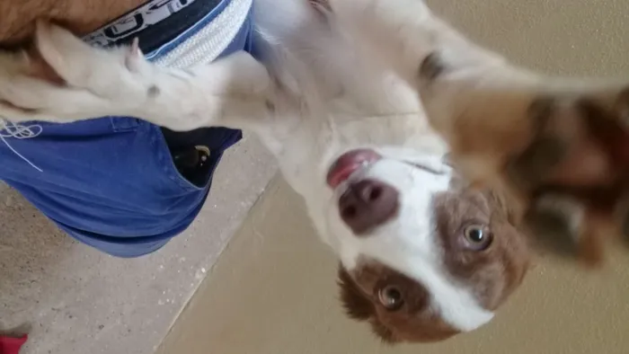 Cachorro ra a Vira Lata idade 1 ano nome Nina