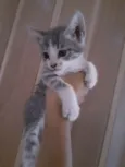 Gatinhos