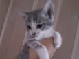 Gatinhos