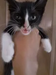 Gatinhos