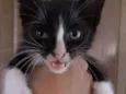 Gatinhos