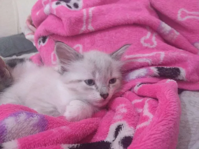 Gato ra a Sem raça idade Abaixo de 2 meses nome Filhote