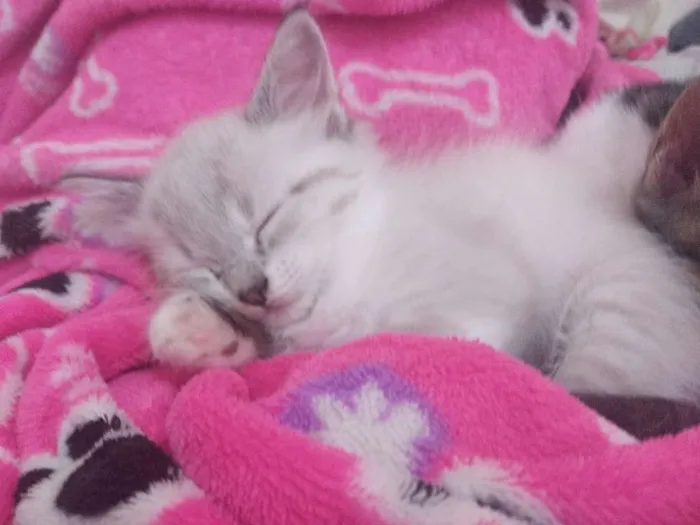 Gato ra a Sem raça idade Abaixo de 2 meses nome Filhote