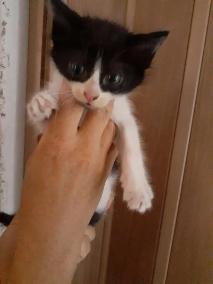 Gato ra a Não sei  idade 2 a 6 meses nome Gatinhos 